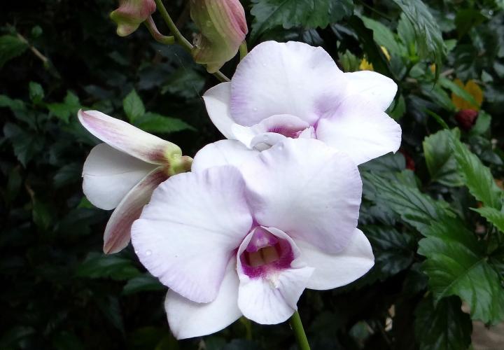 Dendrobium orchid