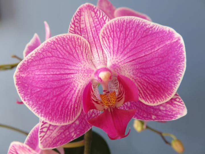 Phalaenopsis orchid