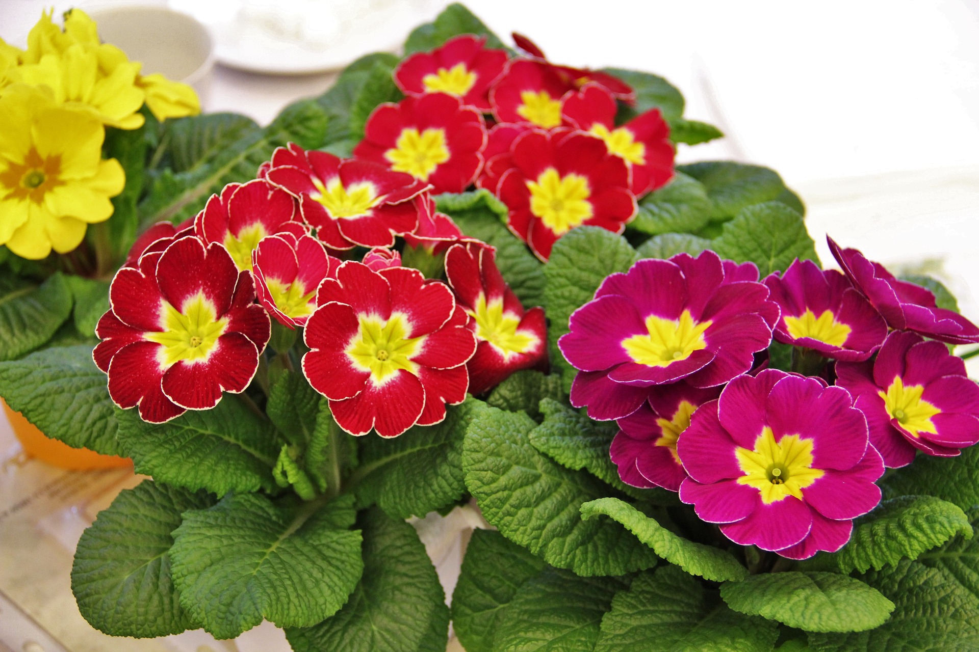 primrose flowers