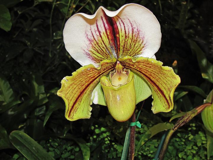 Paphiopedilum orchid