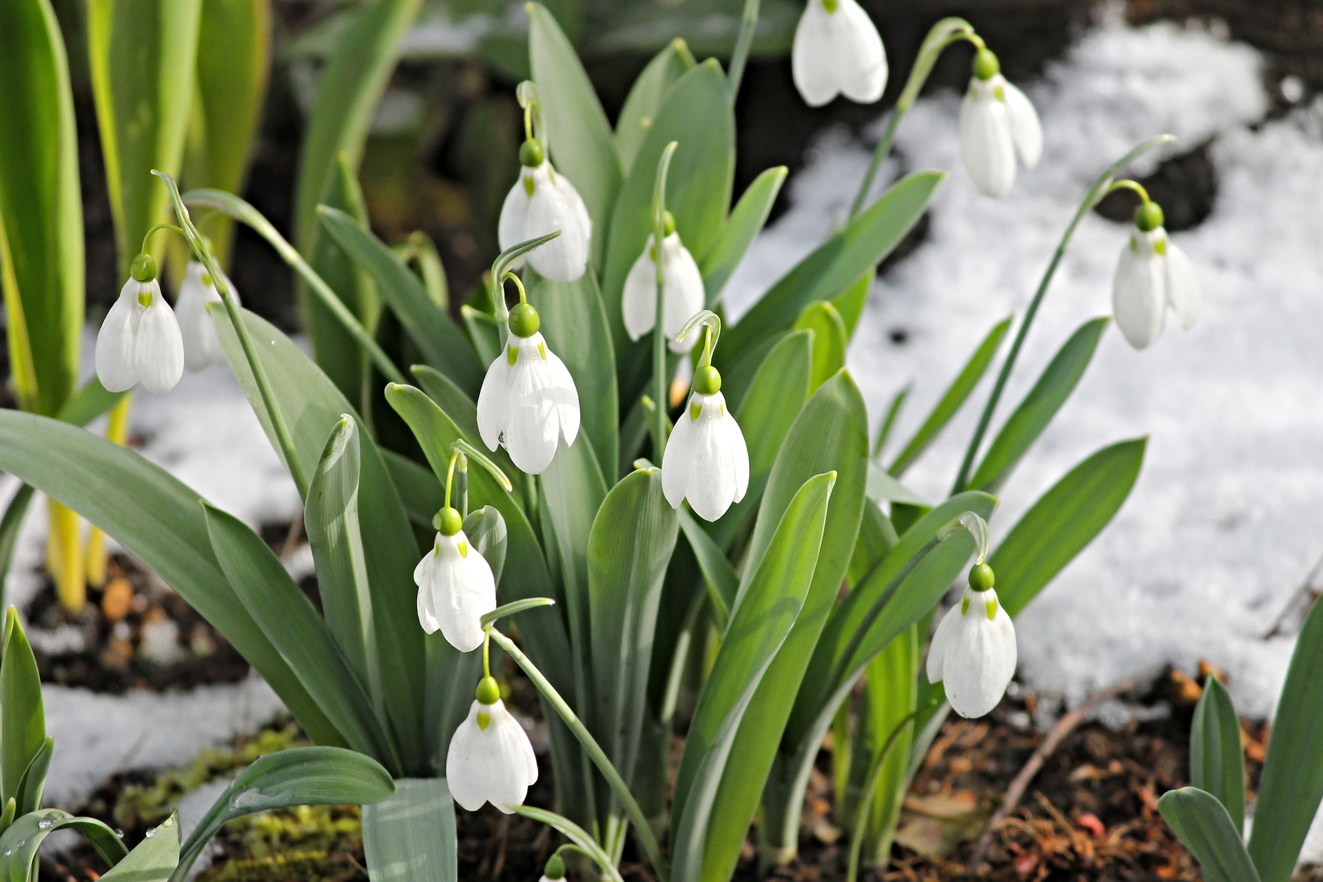 Snowdrop flowers