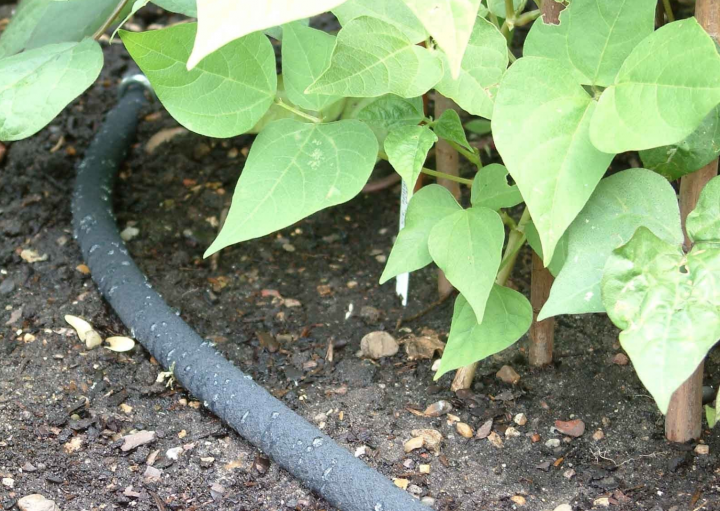 soaker hose in the garden