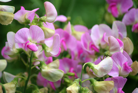 sweet pea plants