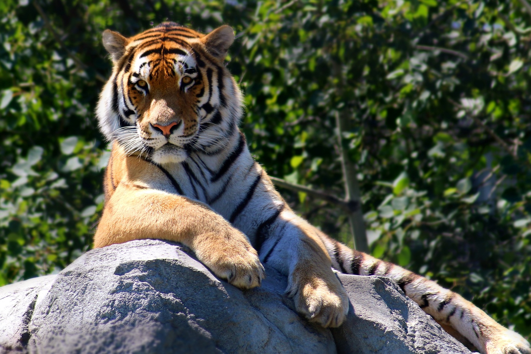 Tiger lying down