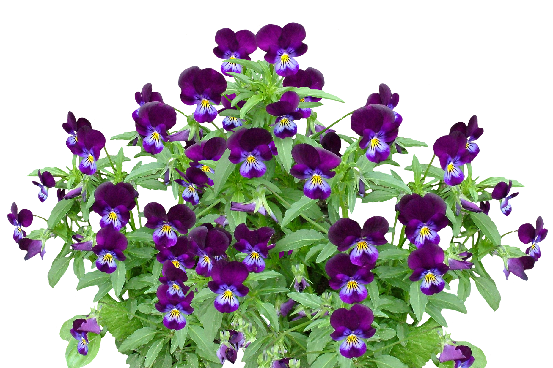 purple violet flowers